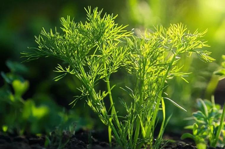 уДАЧНЫЕ СОТКИ: как вырастить укроп до самых морозов