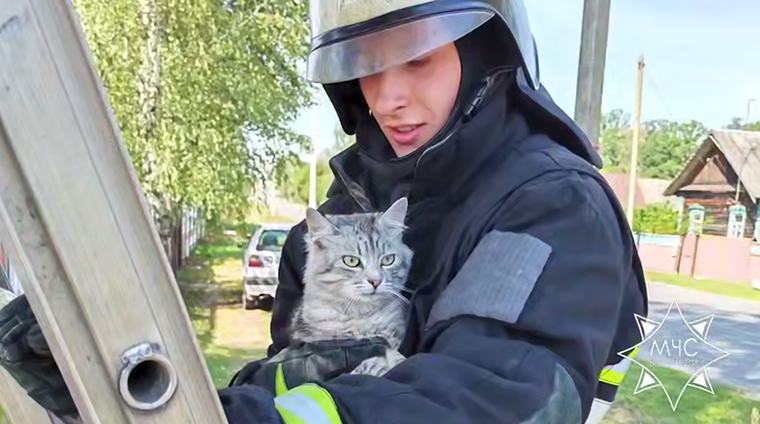 Четверо суток кот просидел на дереве в Калинковичском районе, ему помогли спуститься спасатели